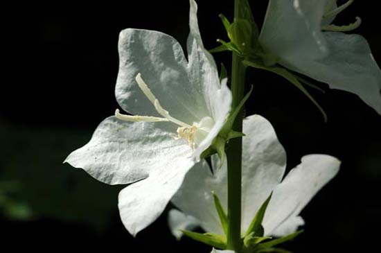 fleurs_0423