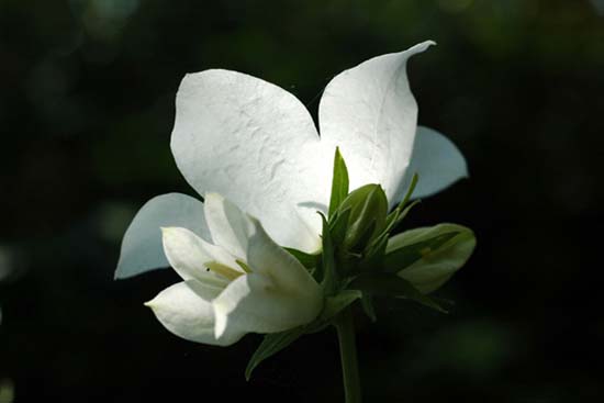 fleurs_0425