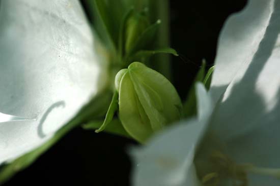 fleurs_0426