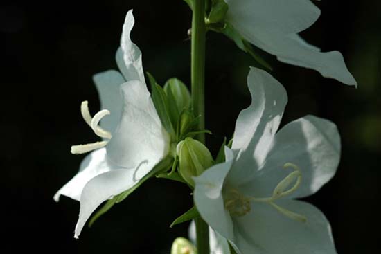 fleurs_0427