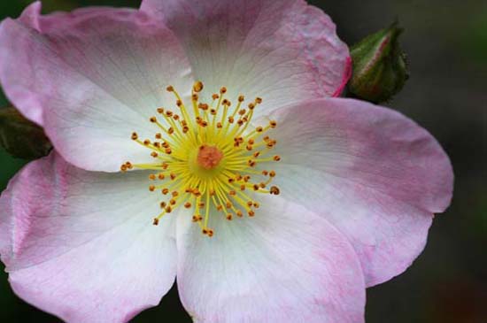 fleurs_0428