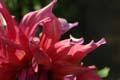fleurs_0401