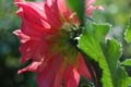 fleurs_0402