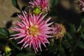 fleurs_0403