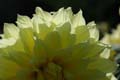 fleurs_0406