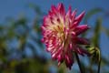 fleurs_0407