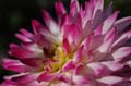 fleurs_0408
