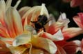 fleurs_0410