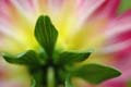 fleurs_0411
