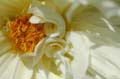 fleurs_0412