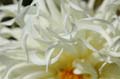 fleurs_0413