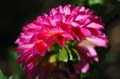 fleurs_0414