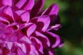 fleurs_0415