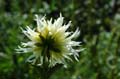 fleurs_0416
