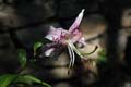 fleurs_0417