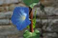 fleurs_0418