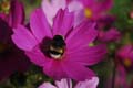fleurs_0419