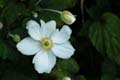 fleurs_0421