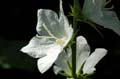 fleurs_0423