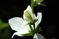 fleurs_0424
