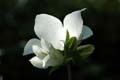 fleurs_0425