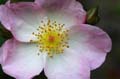 fleurs_0428