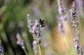 fleurs_0429