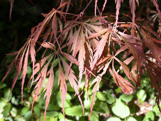 fleurs_0502