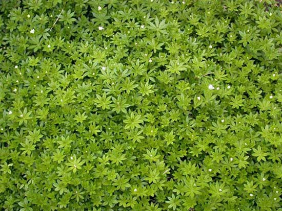 fleurs_0503
