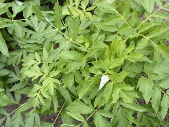 fleurs_0507