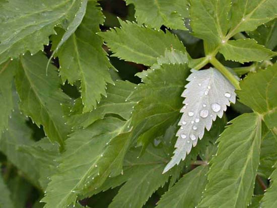 fleurs_0508