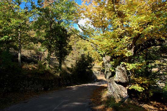 corse_16
