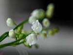 Muguet