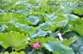 parc_beihai_02