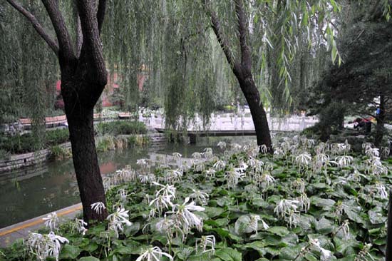 pekin_010