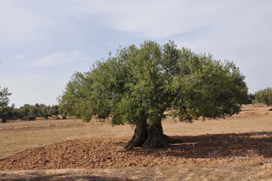 djerba_07