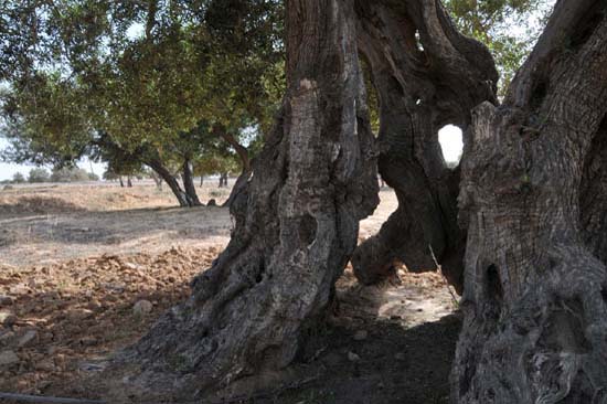 djerba_08