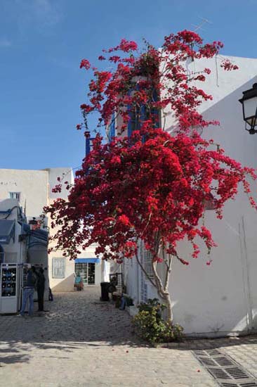 djerba_houmt_souk_055