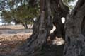 djerba_08